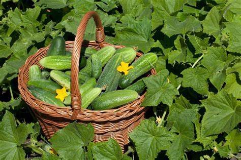 Cucumbers are low in calories and high in water content, making them hydrating and great for skin health. They also provide vitamins K and C, and support digestion and weight management.
