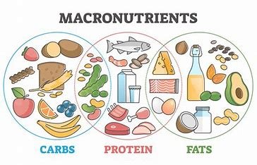 Macronutrients include carbohydrates, proteins, and fats, providing energy and supporting growth, while micronutrients like vitamins and minerals are essential for overall health, immune function, and proper bodily processes, though needed in smaller amounts.