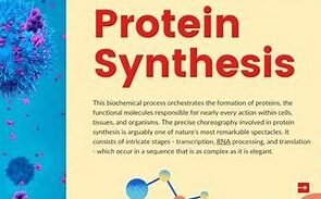 Protein synthesis is the process by which cells build proteins, essential for growth and repair. It occurs in two stages: transcription, where DNA is copied into mRNA, and translation, where mRNA is used to assemble amino acids into proteins at the ribosome.