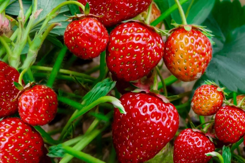 Strawberries are delicious, low-calorie fruits rich in vitamin C, antioxidants, and fiber. They support immune health, improve skin quality, and promote heart health by reducing inflammation and oxidative stress.