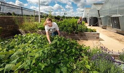 How Urban Farming and Community Gardens Are Transforming City Landscapes and Promoting Sustainable Local Food Systems