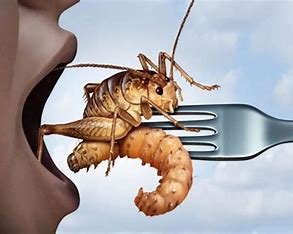 Edible insects are a sustainable protein source, requiring fewer resources like water and land compared to traditional livestock. They offer high nutritional value, reduce environmental impact, and contribute to food security globally.