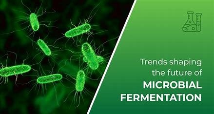 Fermentation trends are gaining popularity for their health benefits and unique flavors. From kombucha to kimchi, fermented foods promote gut health, boost immunity, and offer sustainable, eco-friendly options in modern diets.